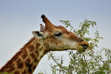 Obraz premium Giraffe