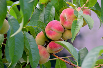 Peaches on the tree