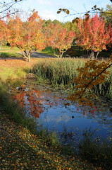 Pond with Autumn trees