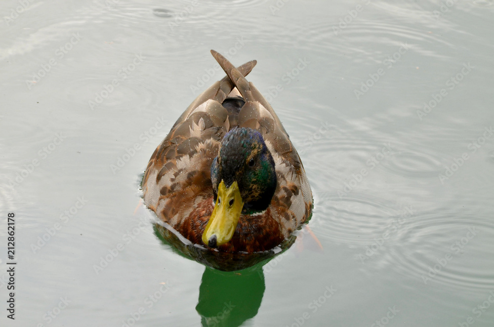 Wall mural  duck