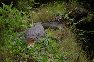 crocodile on grass in the wildlife