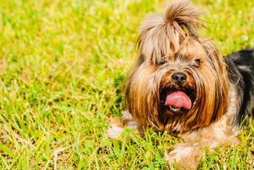 Naklejka na ściany i meble Beautiful Yorkshire Terrier Dog on the green grass