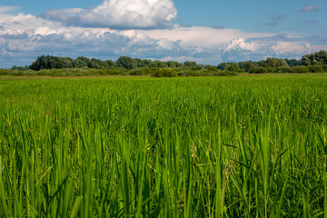 Summer country landscape, lush grass