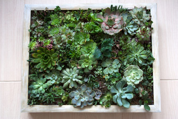 Various succulent plants arranged in living picture composition with wooden beige frame
