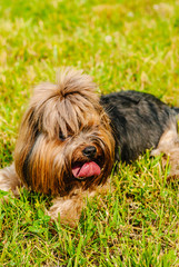Naklejka na ściany i meble Beautiful Yorkshire Terrier Dog on the green grass