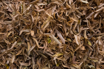 Perfect wallpaper background of yellow and brown dead dry leafs. Nature textures. No people.