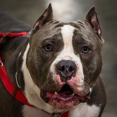 American Bully dog.