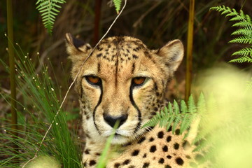 Gepard © Sarah