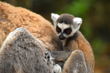 Lemur