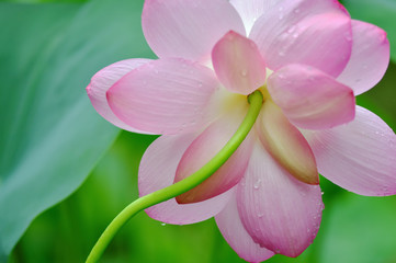 夏の花　ハス