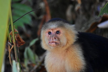 Kapuzineraffe