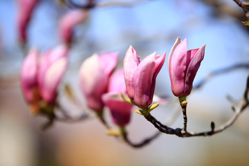 Fototapeta premium Yulan