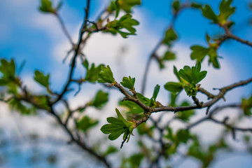 Very beautiful spring and summer background, young branches against the blue sky with clouds and gently green leaves of black currant
