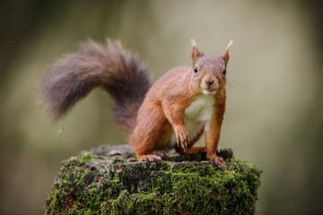 Cheeky red squirrel