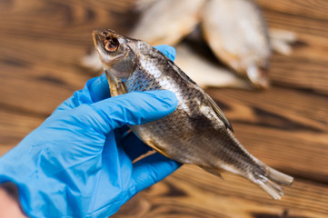 Mens hand in blue rubber glove holds one dried salted fish on background of heap of fishes on rustic brown wooden table. Healthcare concept