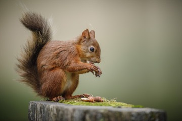 Naklejka na ściany i meble Red squirrel in the UK