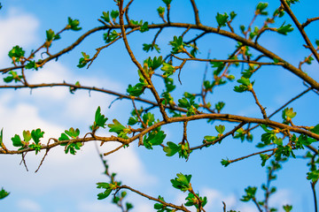 Fototapeta premium Very beautiful spring and summer background, young branches against the blue sky with clouds and gently green leaves of black currant