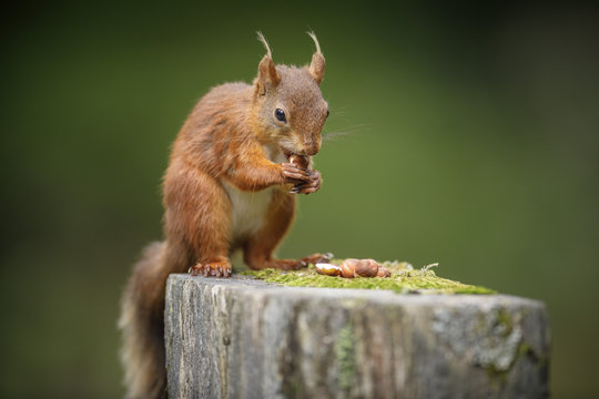 Red squirrel in Yorkshire