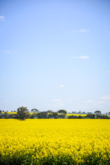 Portrait view of canola field in the Barossa Valley, South Australia.
