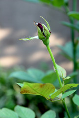 plant, green, flower, nature, leaf, spring, bud, macro, garden, white, tree, isolated, leaves, fresh, blossom, rose, growth, red, natural, flora, closeup, branch, beauty, stem, bloom