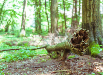 forest landscape, broken tree in the foreground