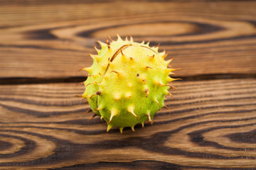 One whole green prickly chestnut on old wooden rustic brown table