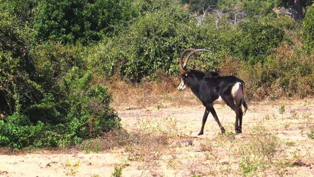 Sable Antelope walking. Riverfront, Chobe National Park, Botswana.