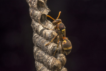 Ropalidia fasciata- paper wasp