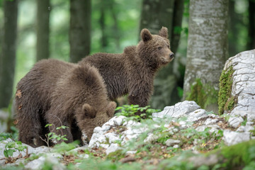 Brown bear siblings