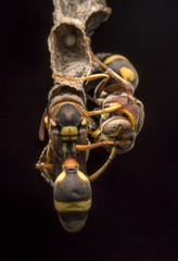 Ropalidia fasciata- paper wasp