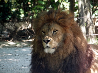 Naklejka premium Loewe