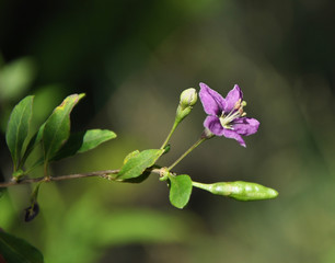 Blüte der Gojibeere im Garten