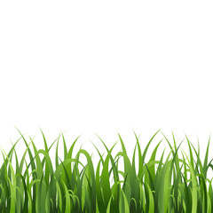 Green Grass Isolated White Background