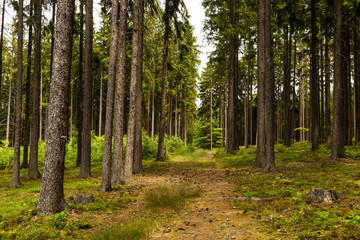Summer forest in Czech Republic