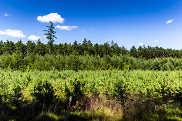 Fototapeta na wymiar Summer forest in South Bohemia. Czech Republic.
