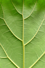 Details of the nature for background 
