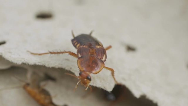 cockroach, cockroach with food, many cockroach