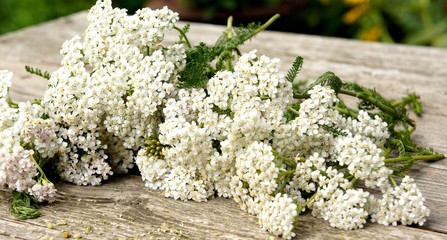 Schafgarbe © behewa