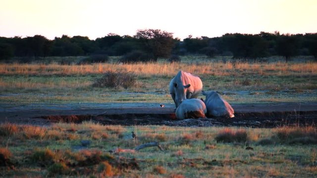 Rhino in the grass. Khama Rhino Sanctuary, Serowe, Botswana.