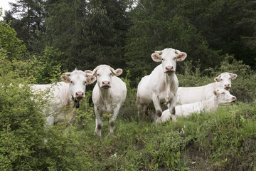 white cows look curiously in green grassy mountain meadow near forest of french provence