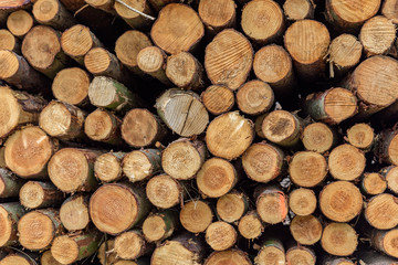 A pile of felled tree trunks