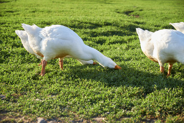 White geese on green grass