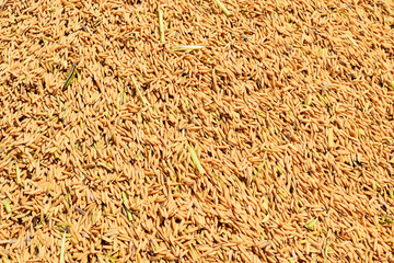 Pile of rice paddy , Whole grains are the main food of Asian , Agriculture economy of Thailand
