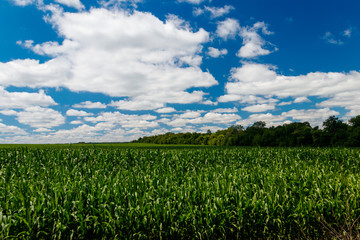 Field of young green corn
