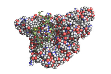 EcoRI is an endonuclease isolated from E.coli, used as a restriction enzyme in molecular biology. 