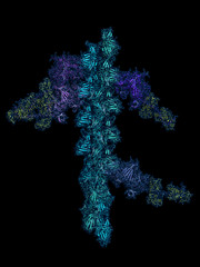 Myosin heads bound to actin filaments, cartoon model with semi-transparent surface.