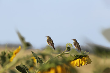 A couple of birds sits on a sunflower against a blue sky on a hot summer day...