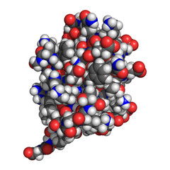 Ubiquitin protein, space-filling model. Atoms coloured conventionally (O-red, C-gray, H-white, N-blue).