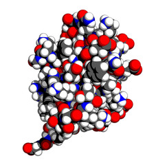 Ubiquitin protein, space-filling model. Atoms coloured conventionally (O-red, C-gray, H-white, N-blue).