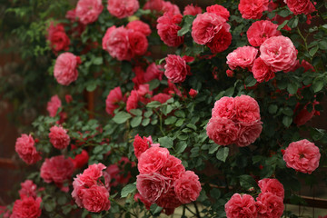 Pink climbing rose "Rosarium Uetersen" in the summer garden.